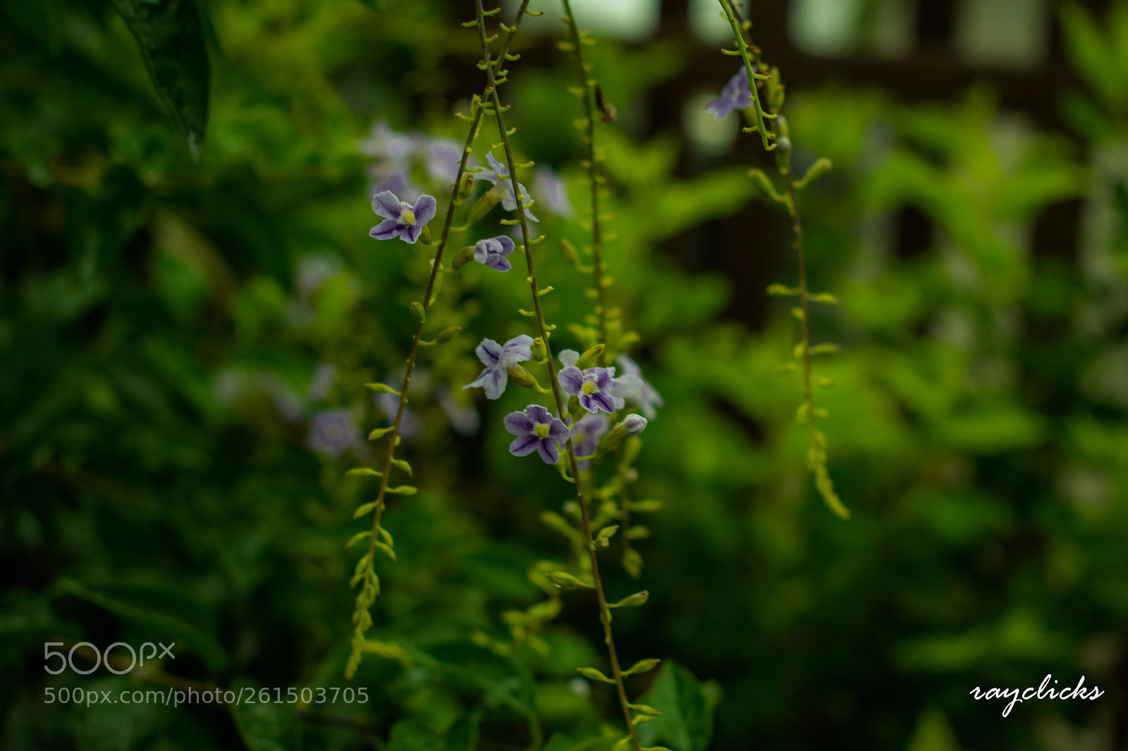 Nikon D3400 sample photo. Flower.jpg photography