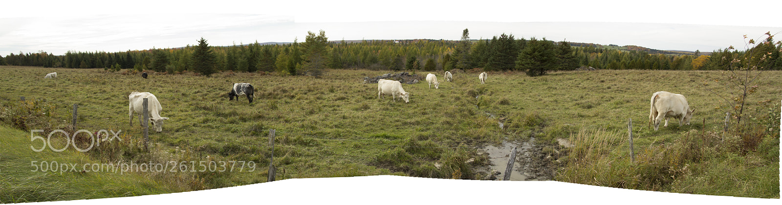 Canon EOS 60D sample photo. Vaches copie photography