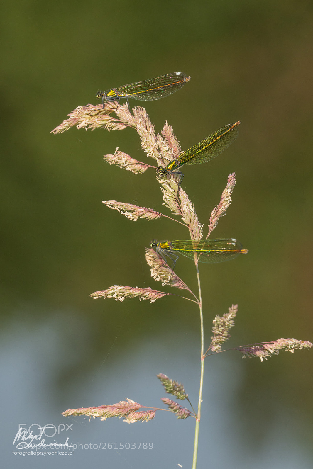 Sony a6500 sample photo. Three dragonflies photography