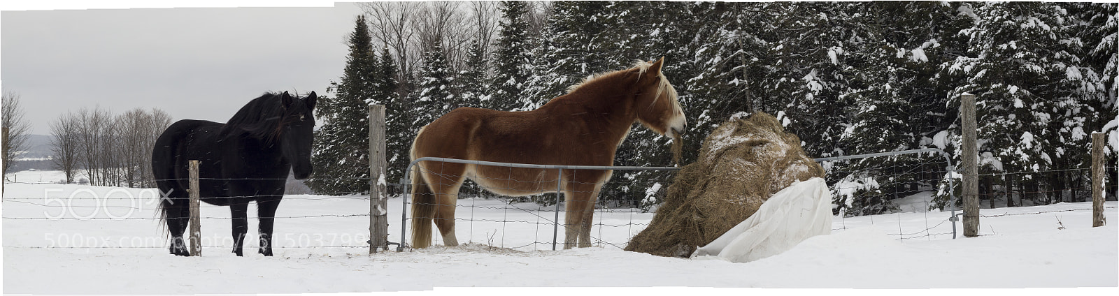 Canon EOS 60D sample photo. Chevaux copie photography