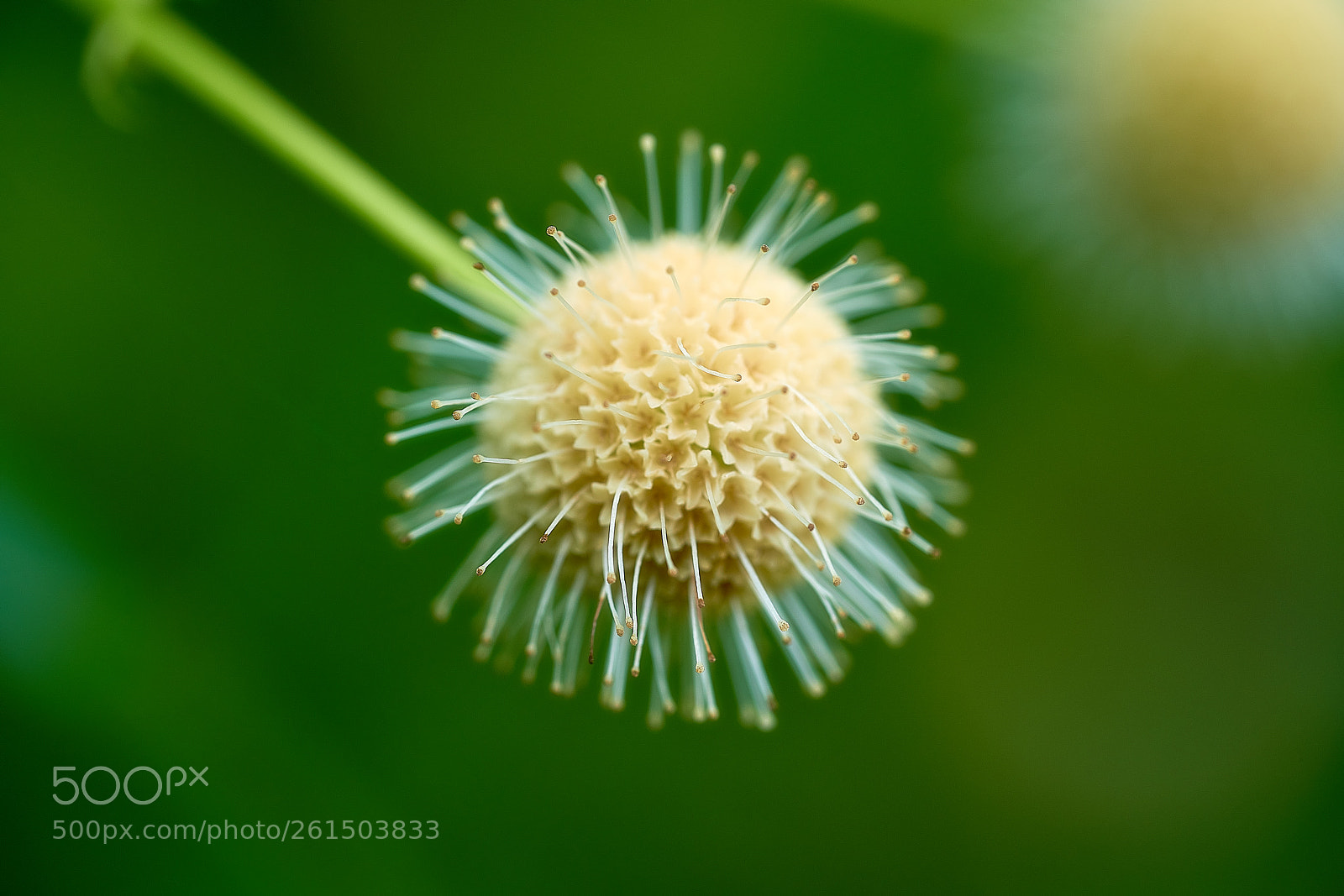 Sony a7R III sample photo. Micro fireworks photography