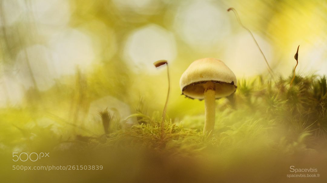 Nikon D7100 sample photo. Forest world photography