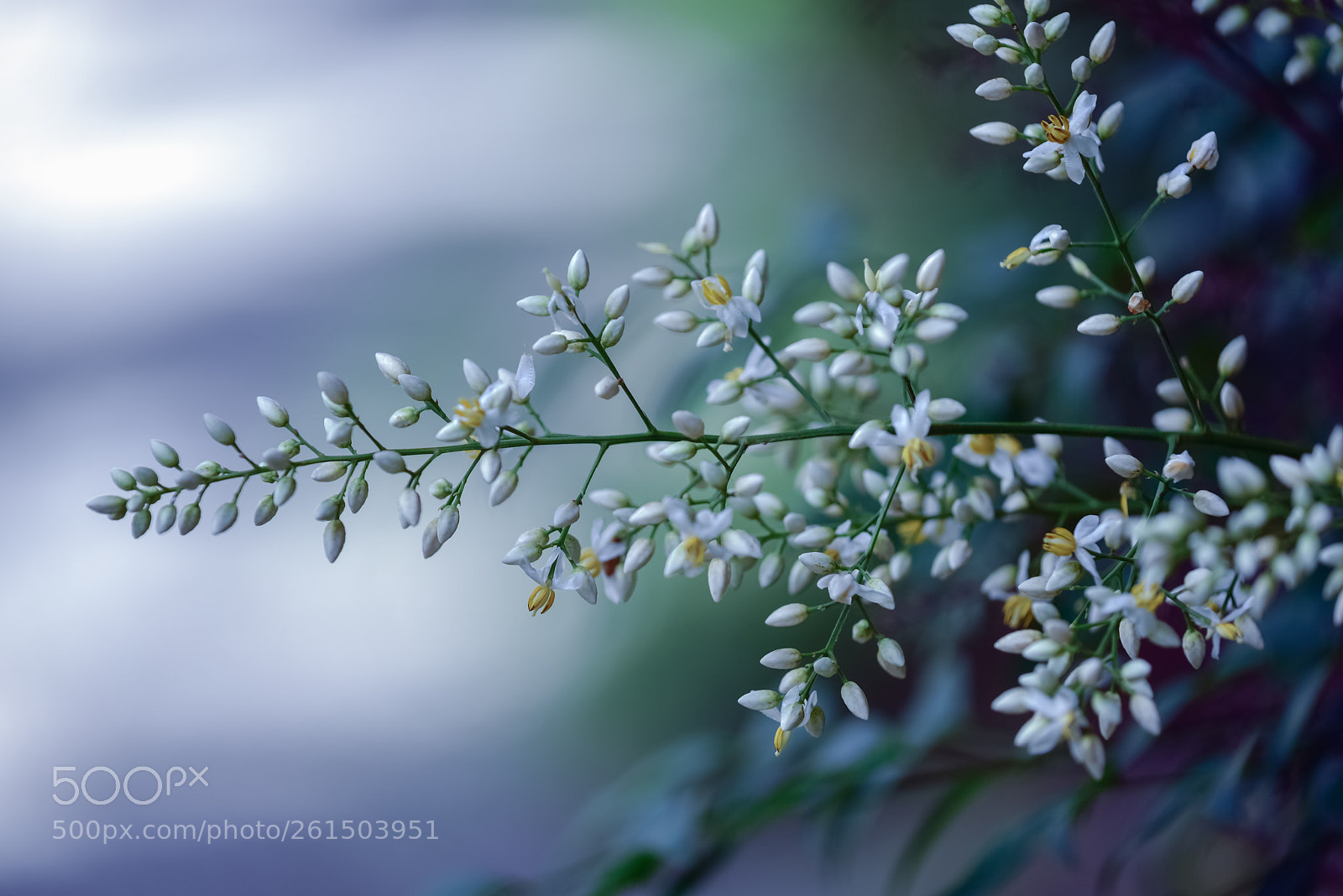 Nikon D810 sample photo. Early summer flowers photography