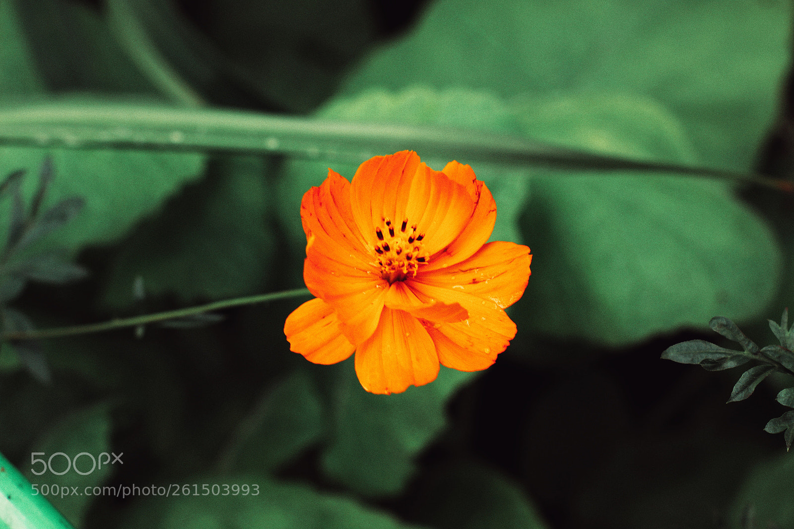 Canon EOS 60D sample photo. Different flowers ?
 photography