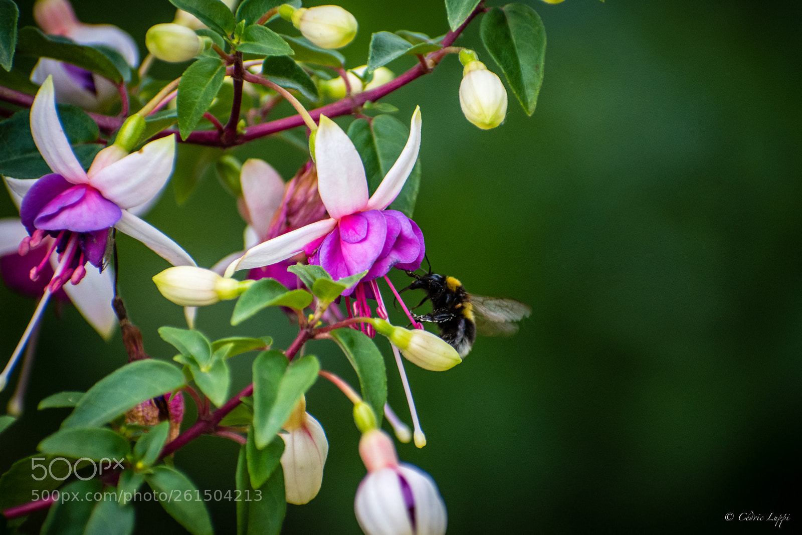 Nikon D5500 sample photo. Bzz bzz bzz photography