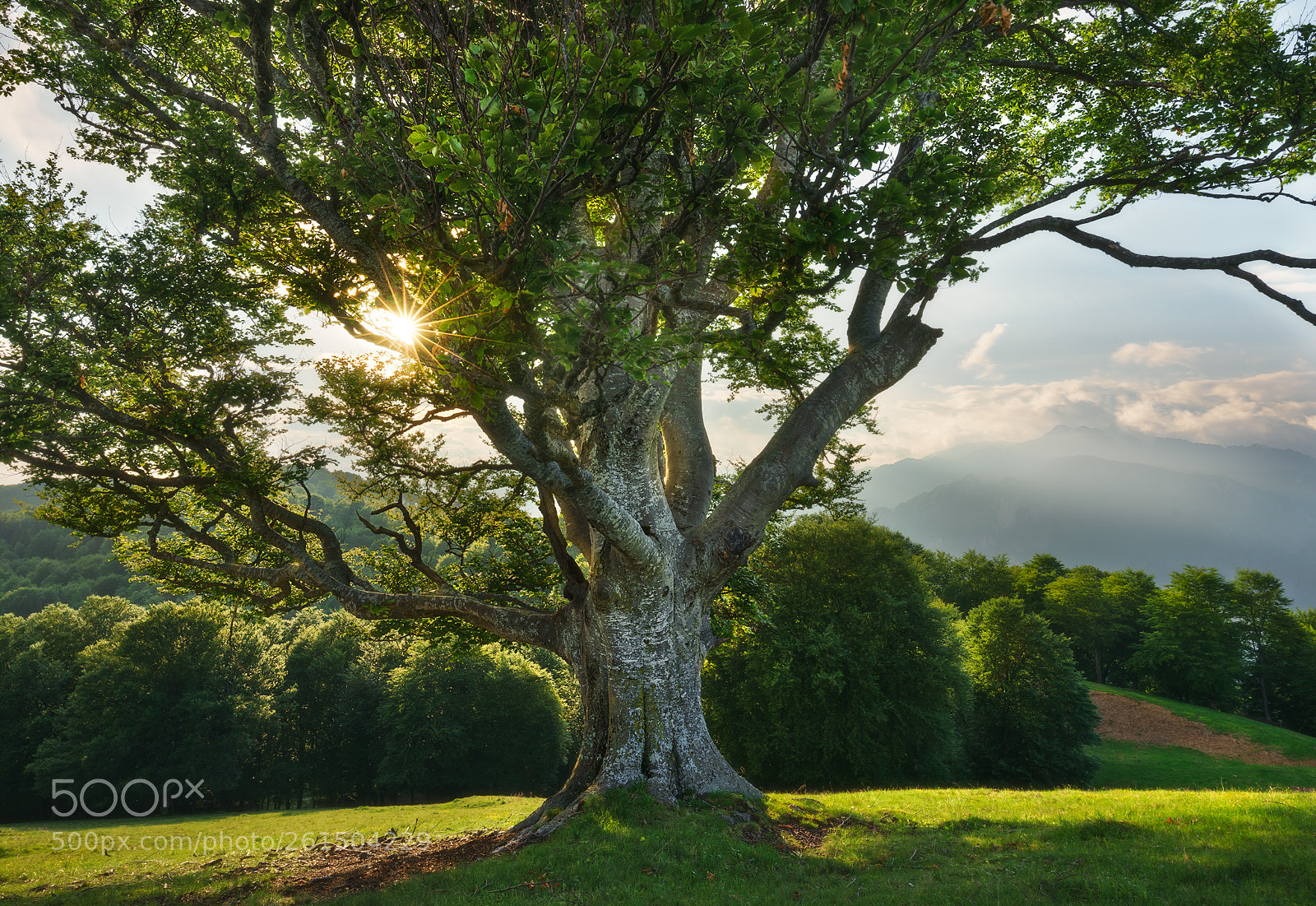 Sony a7 II sample photo. Nature protector photography