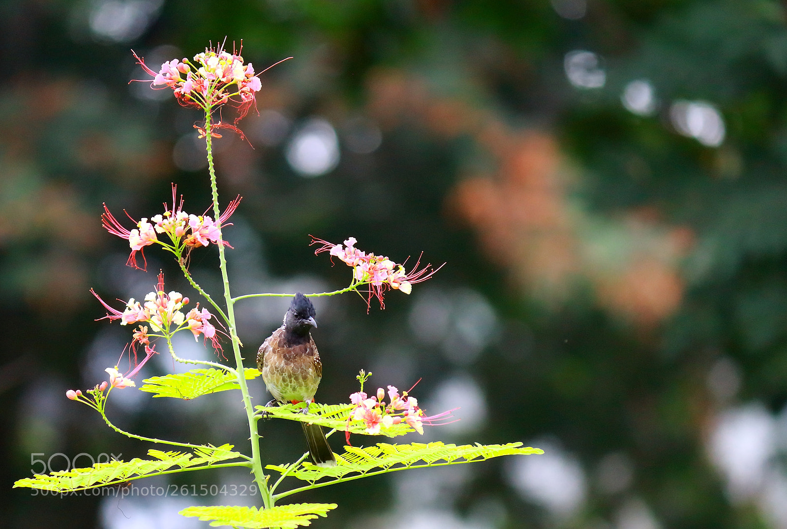 Canon EF-S 55-250mm F4-5.6 IS II sample photo. Landed on leaves photography