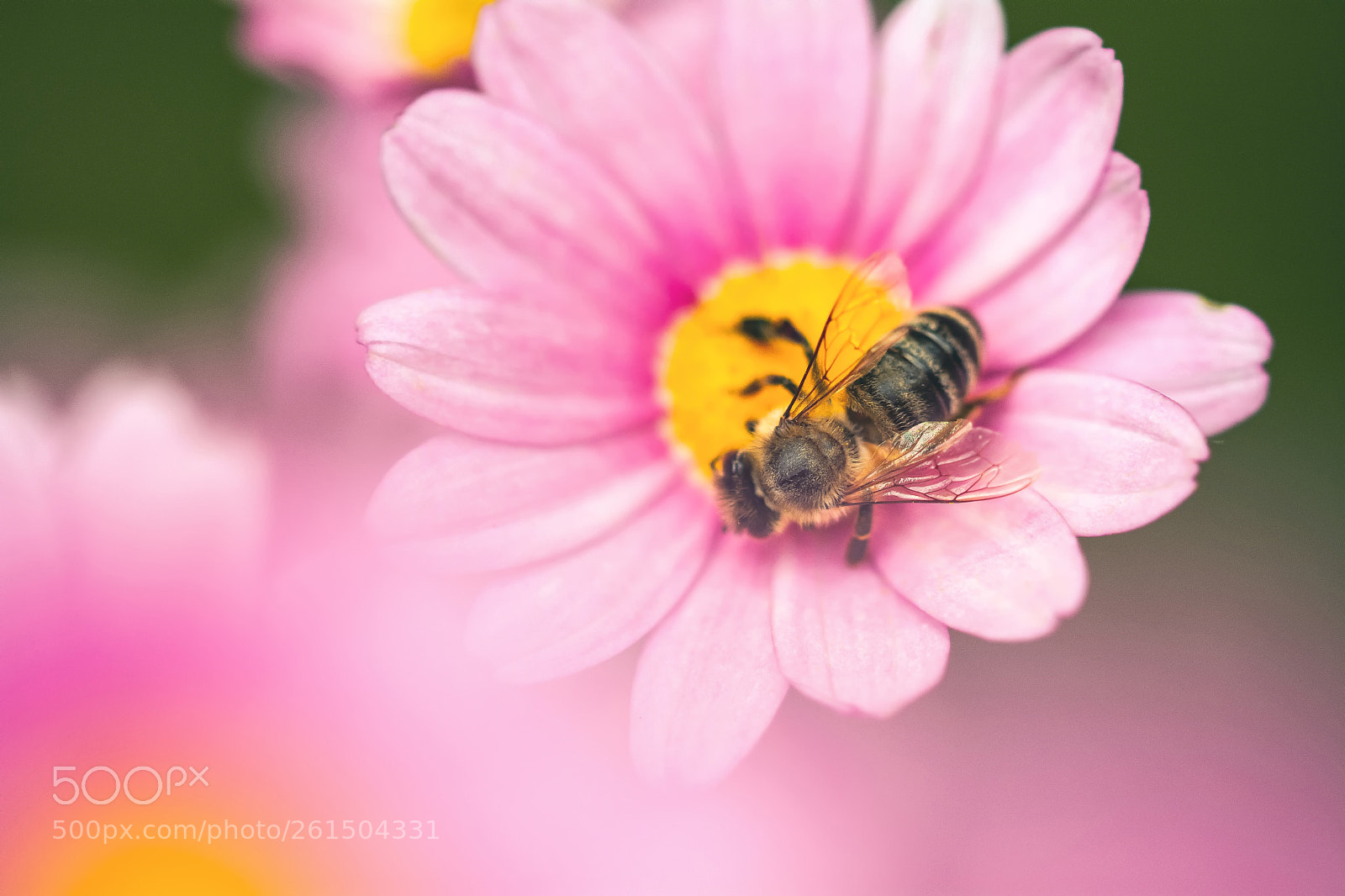 Nikon D7100 sample photo. Bee photography