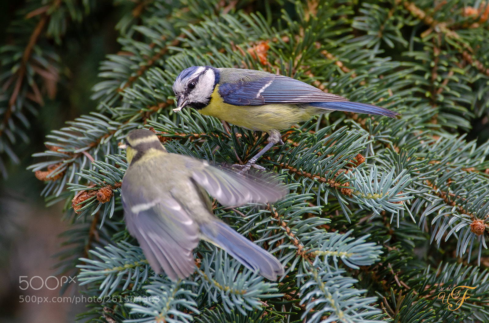 Nikon D5100 sample photo. Blaumeise füttert nachwuchs ! photography