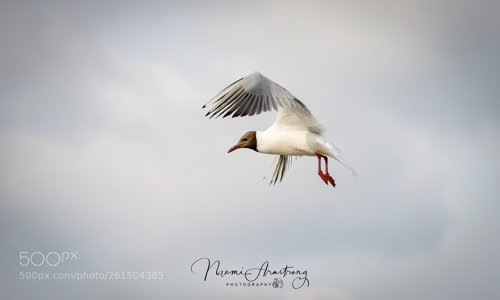 Nikon D800 sample photo. Black headed gull photography