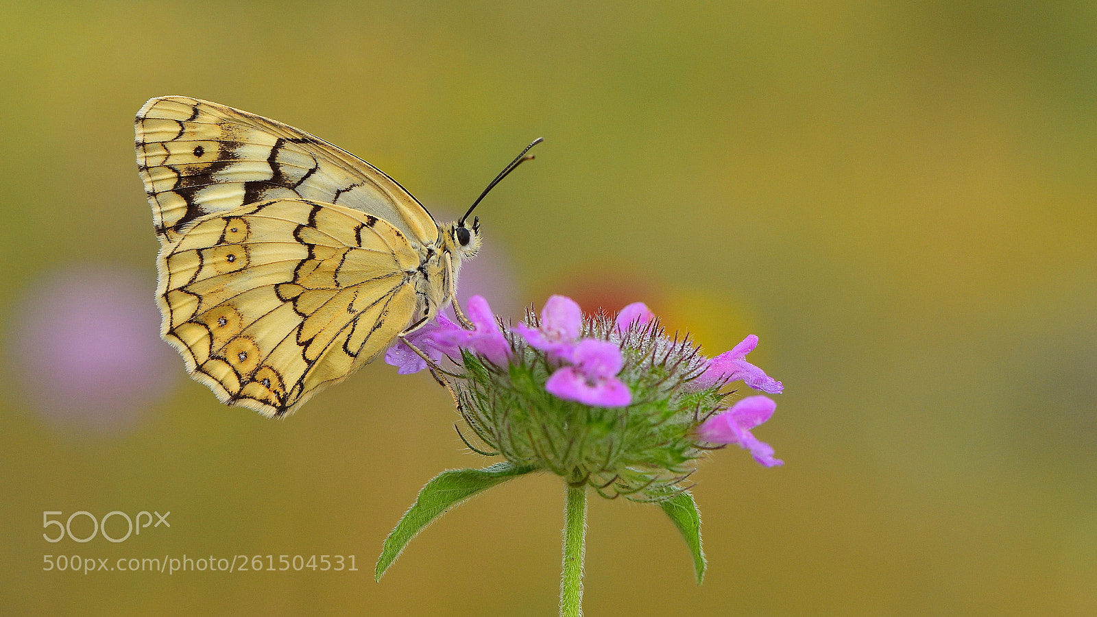 Nikon D810 sample photo. Anadolu melikesi /melanargia larissa photography