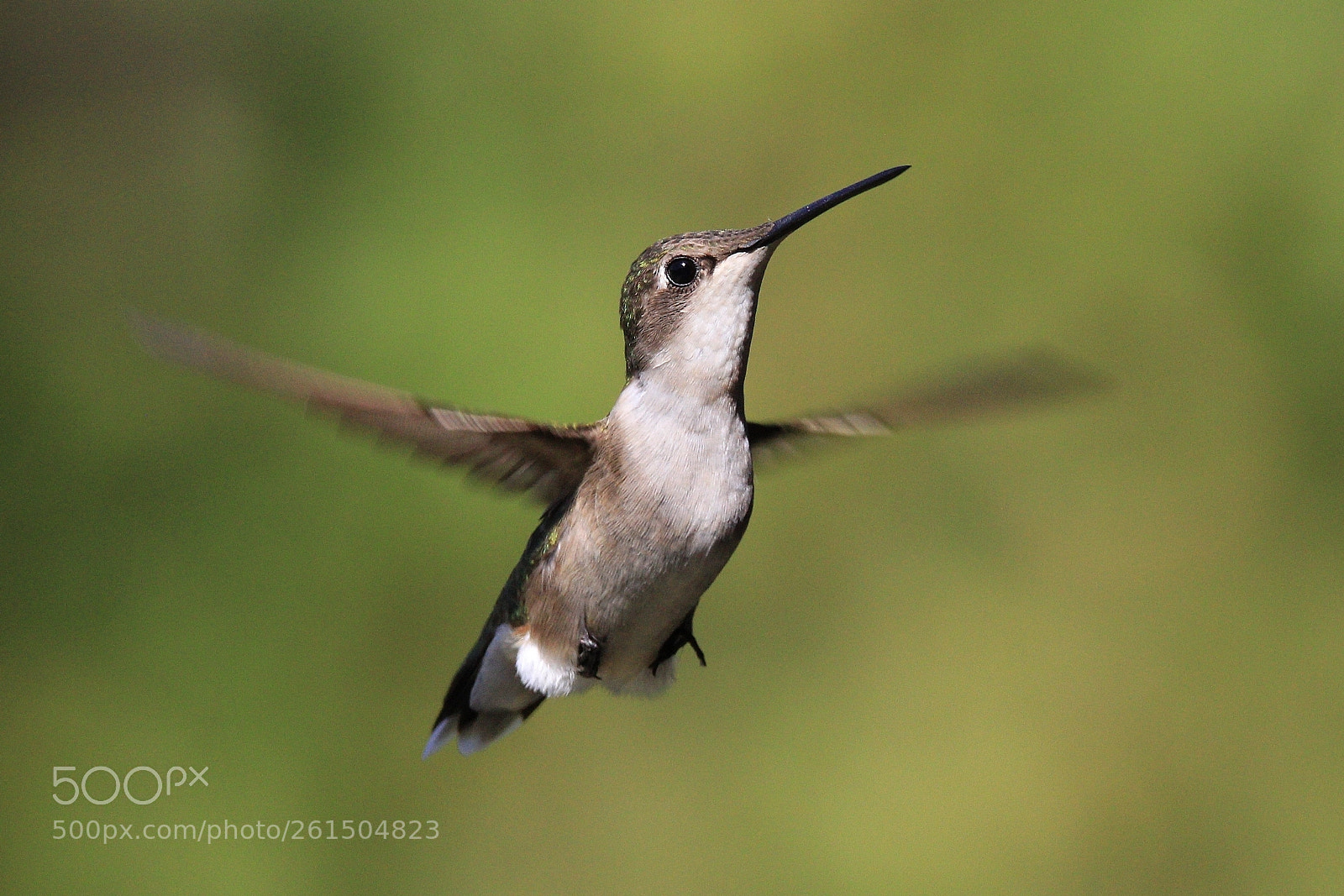 Canon EOS 60D sample photo. Hummingbird photography