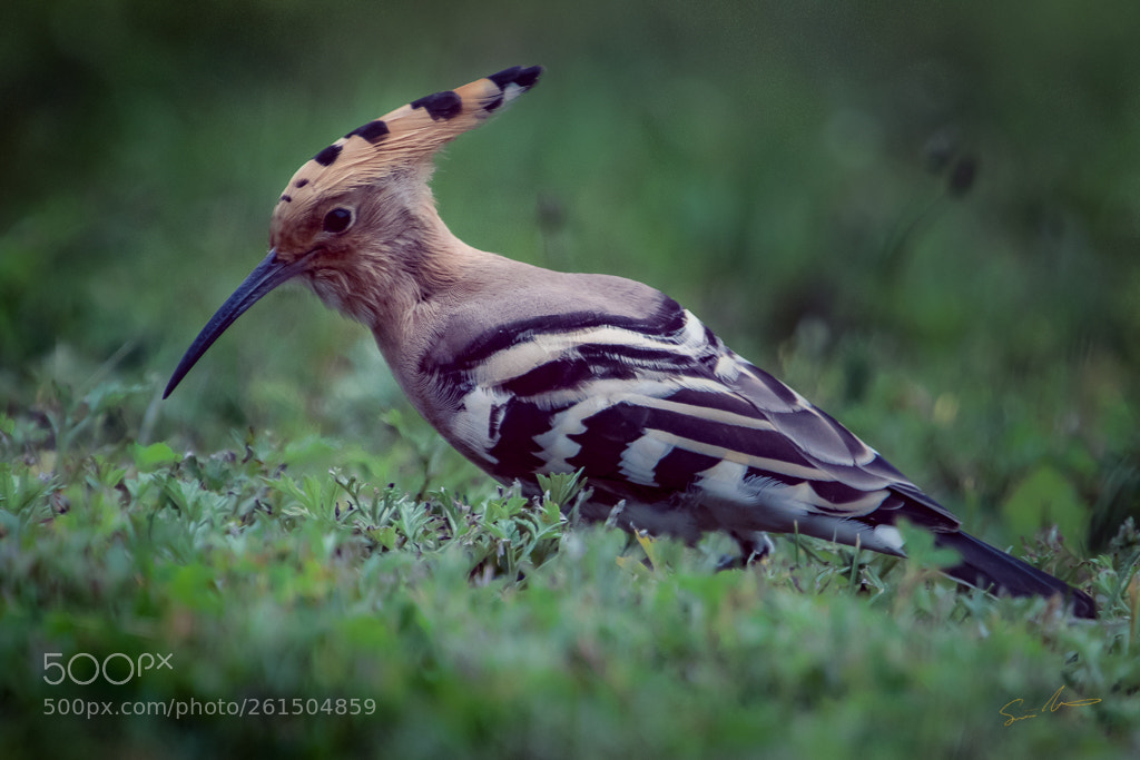 Canon EOS 7D Mark II sample photo. Eurasian hoopoe photography