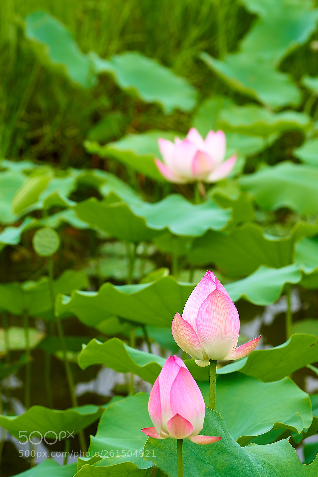 Sony a7R III sample photo. Exquisite photography