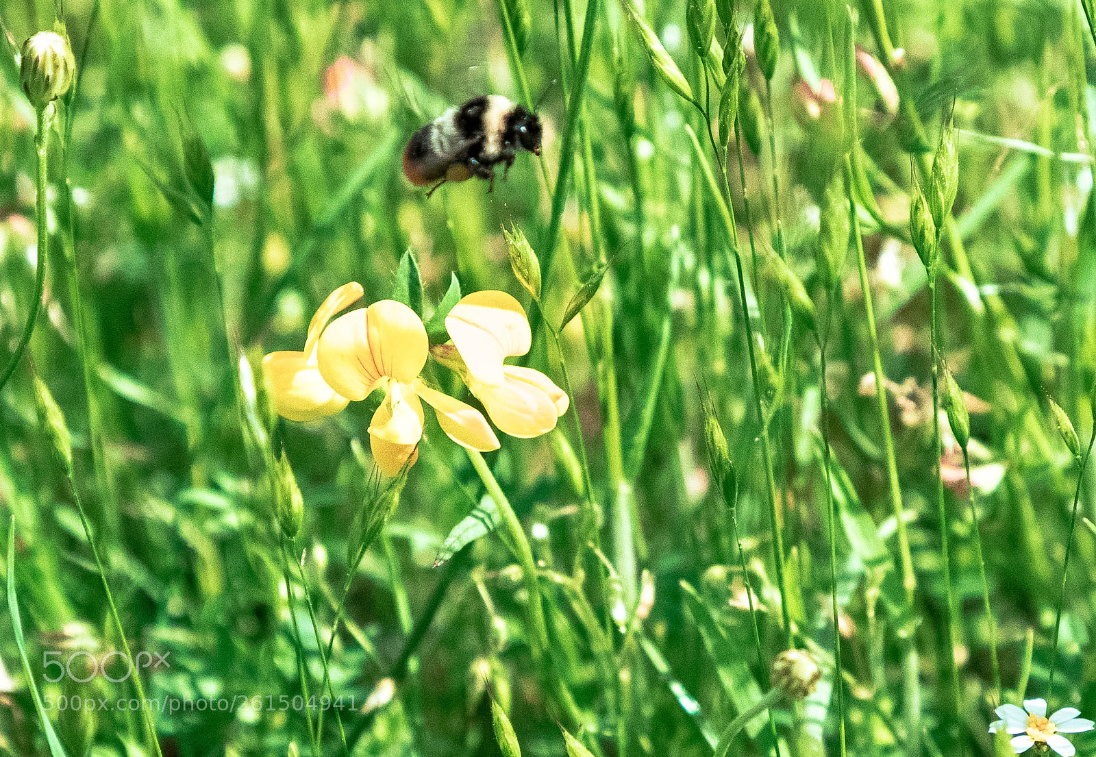 Canon EOS 6D Mark II sample photo. Bumblebee photography