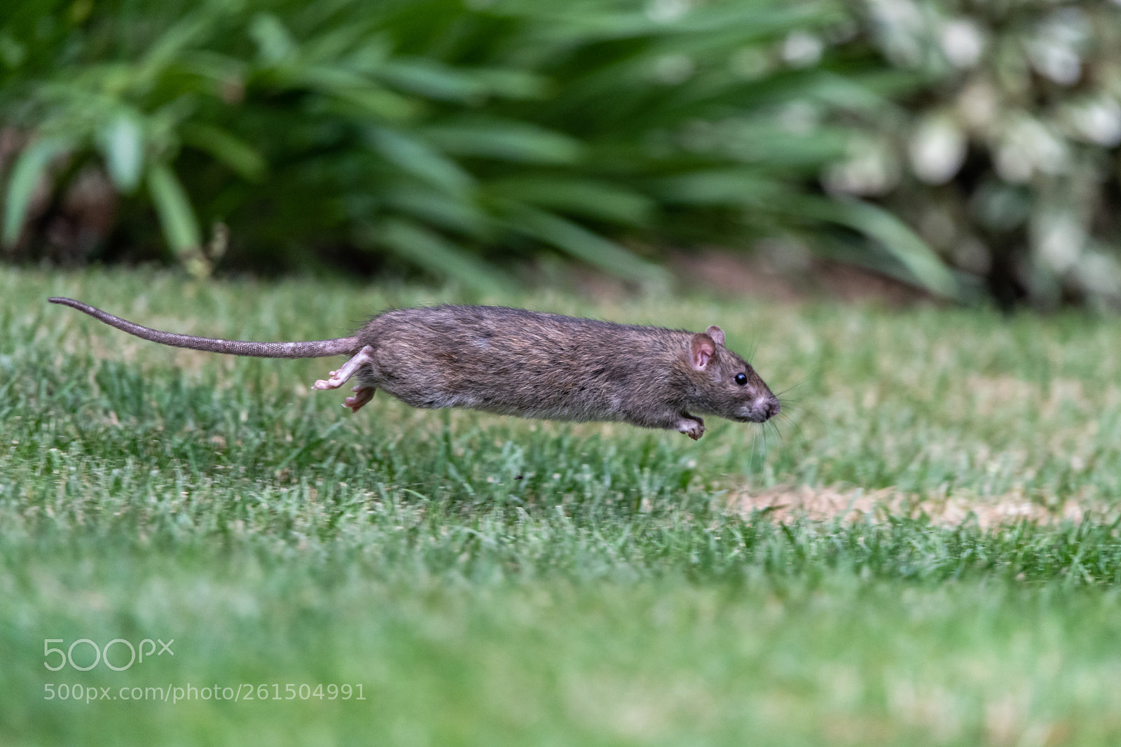 Nikon D850 sample photo. Rat problem! photography