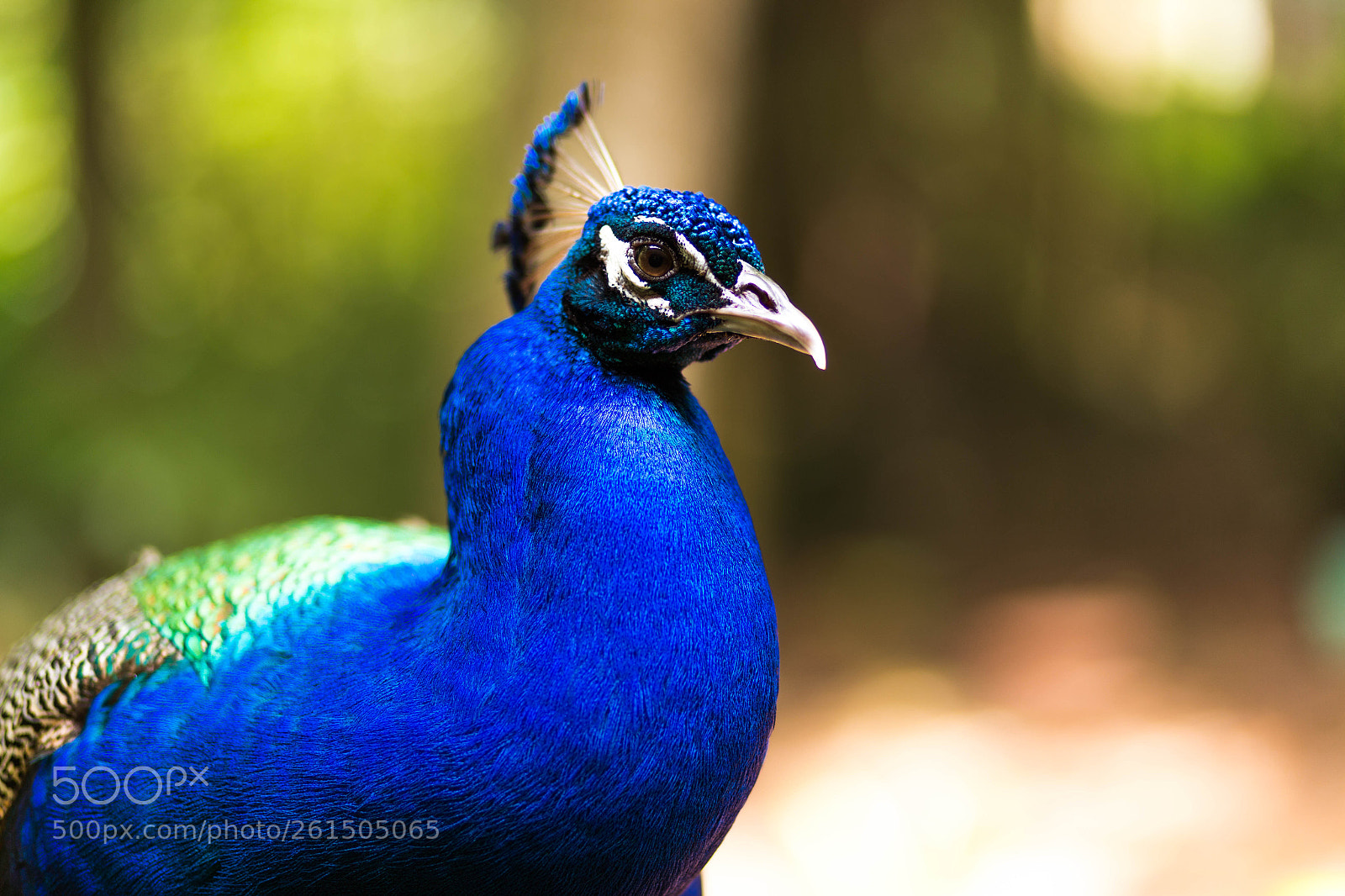 Canon EOS 6D sample photo. Peacock in blue plumage photography