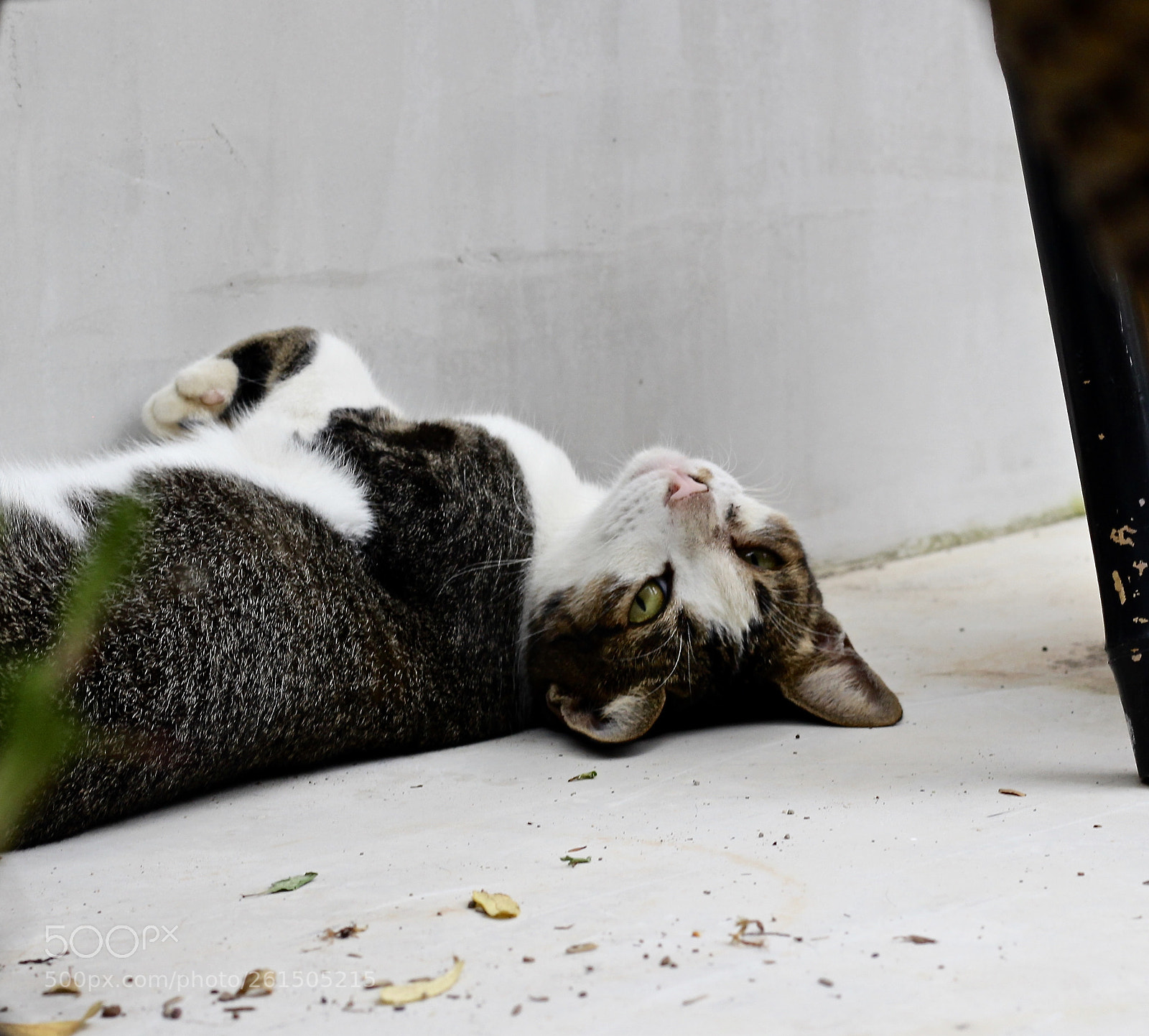 Canon EOS 700D (EOS Rebel T5i / EOS Kiss X7i) sample photo. Little visitor photography