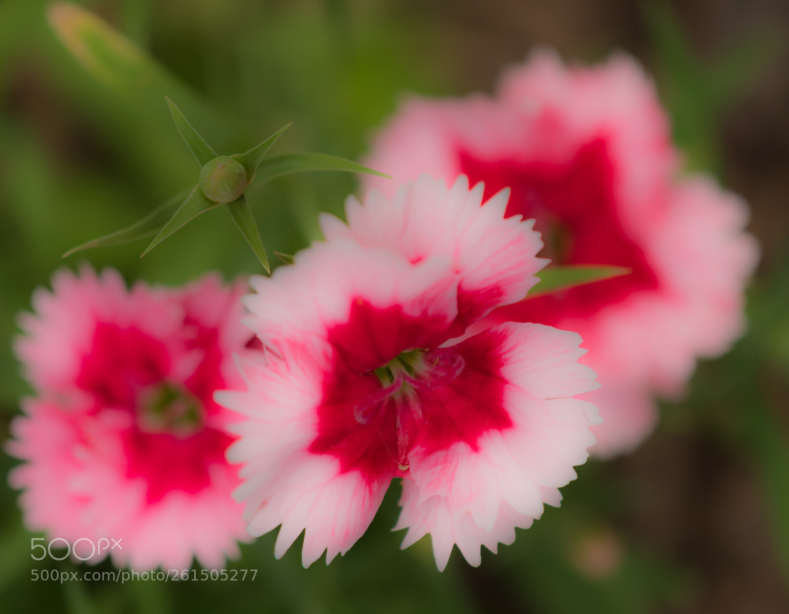 Nikon D500 sample photo. In full bloom photography
