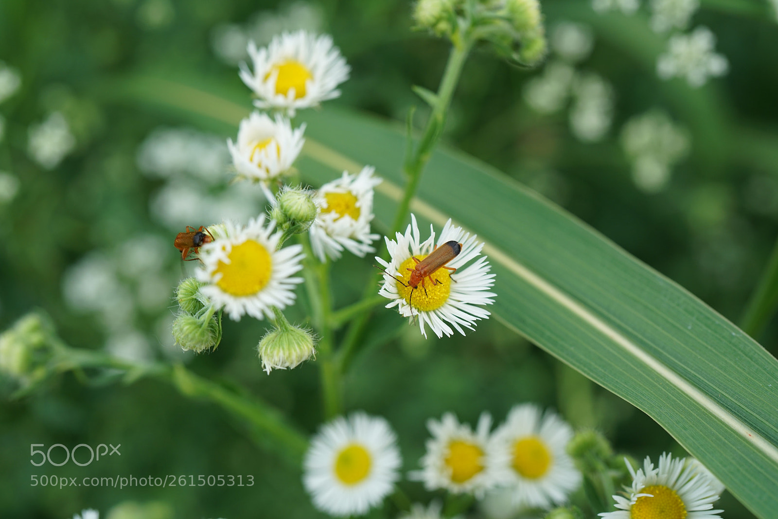 Sony a7R II sample photo. Insetti e fiori photography