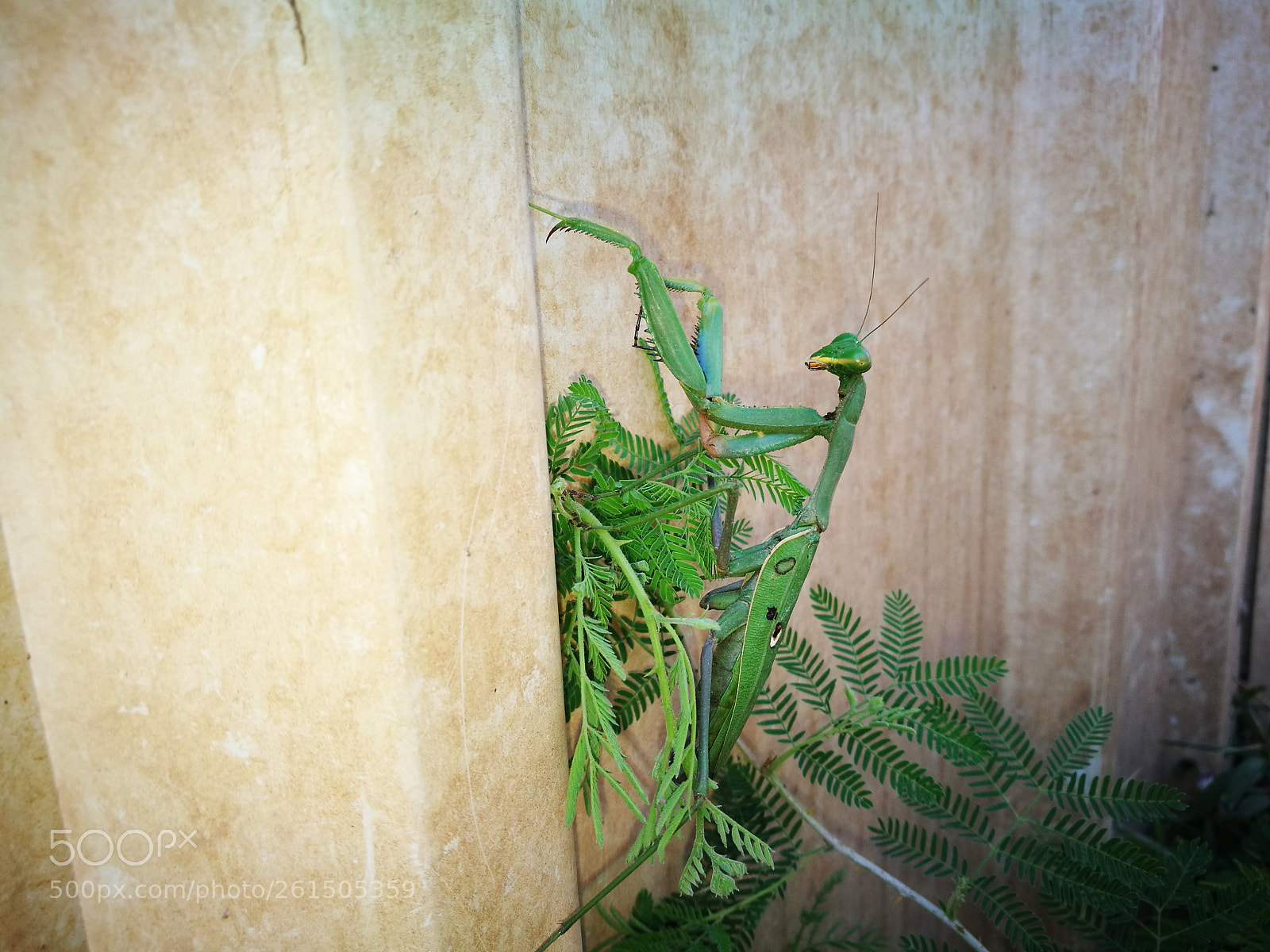 HUAWEI P9 sample photo. Praying mantis photography
