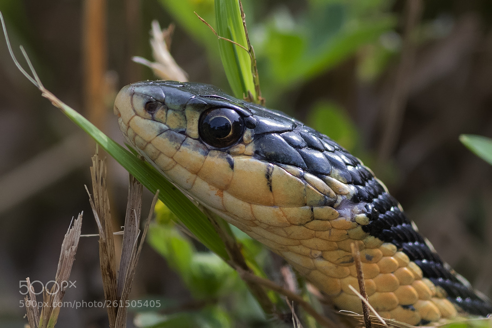 Nikon D850 sample photo. Eastern gartersnake photography