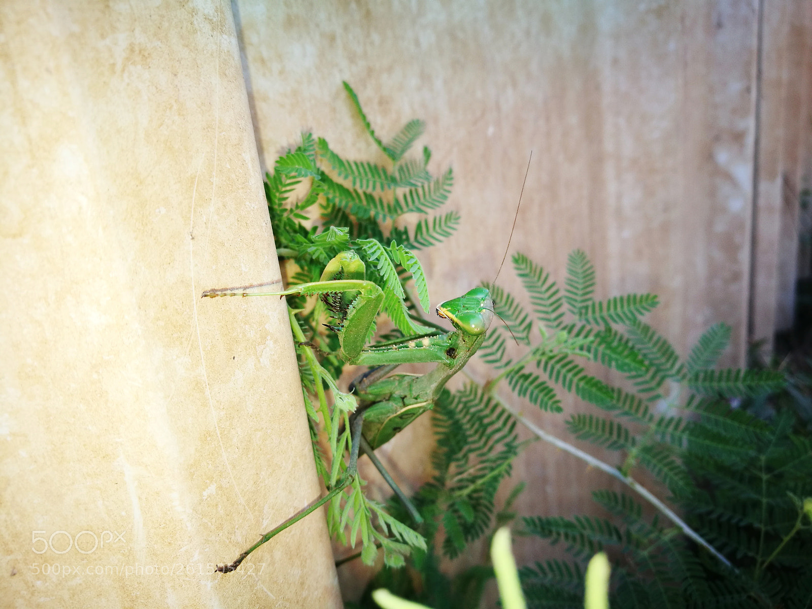 HUAWEI P9 sample photo. Praying mantis photography