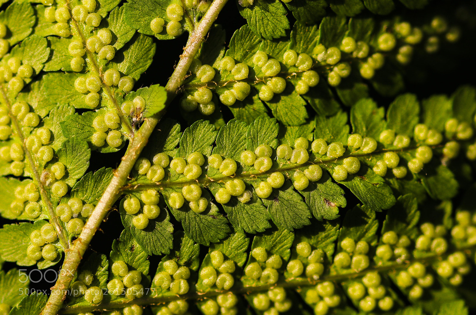 Canon EOS 750D (EOS Rebel T6i / EOS Kiss X8i) sample photo. Sexual education on plant photography