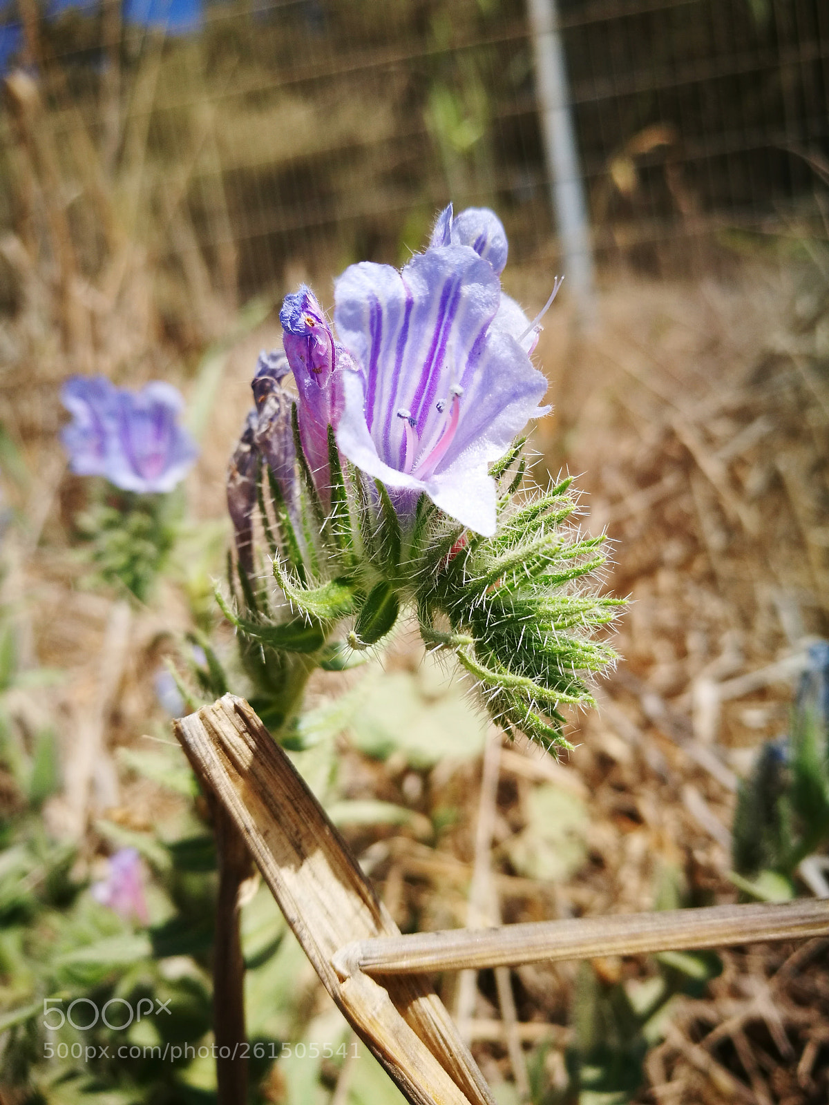 HUAWEI P9 sample photo. Summer flowers photography