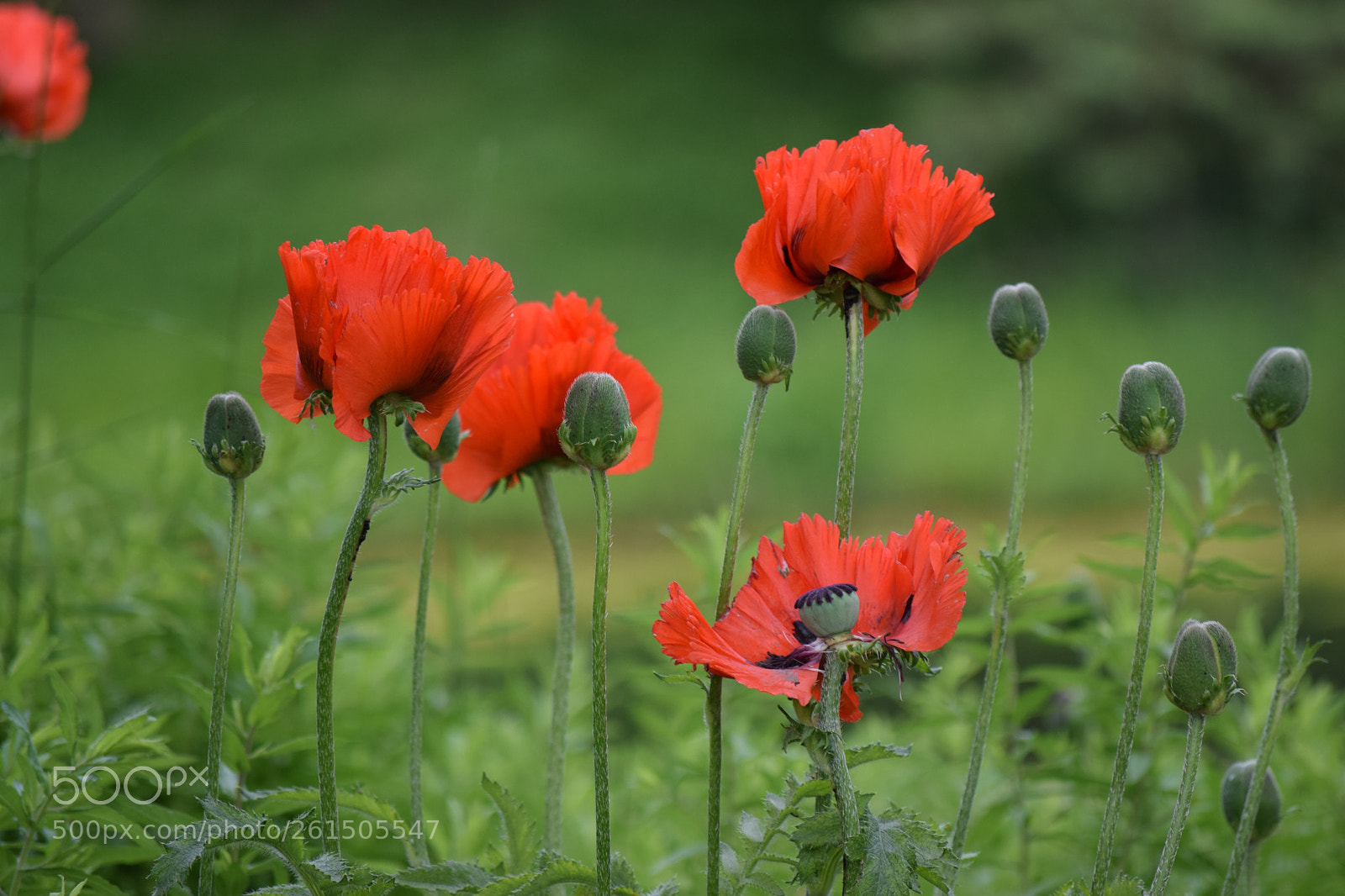 Nikon D3300 sample photo. Flowers photography