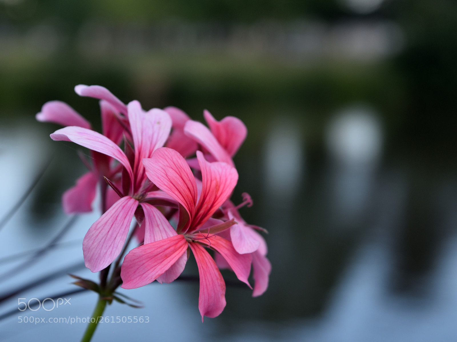 Nikon D5500 sample photo. Pink flower photography