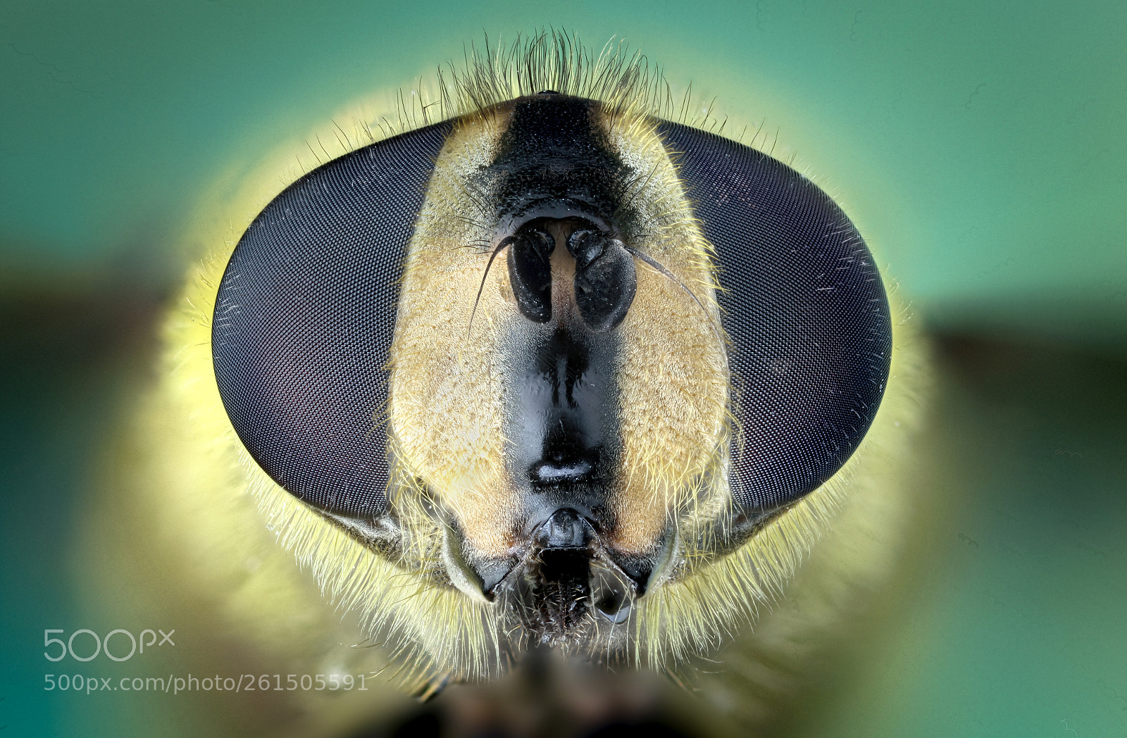Canon EOS 5D Mark II sample photo. Hoverfly portrait photography