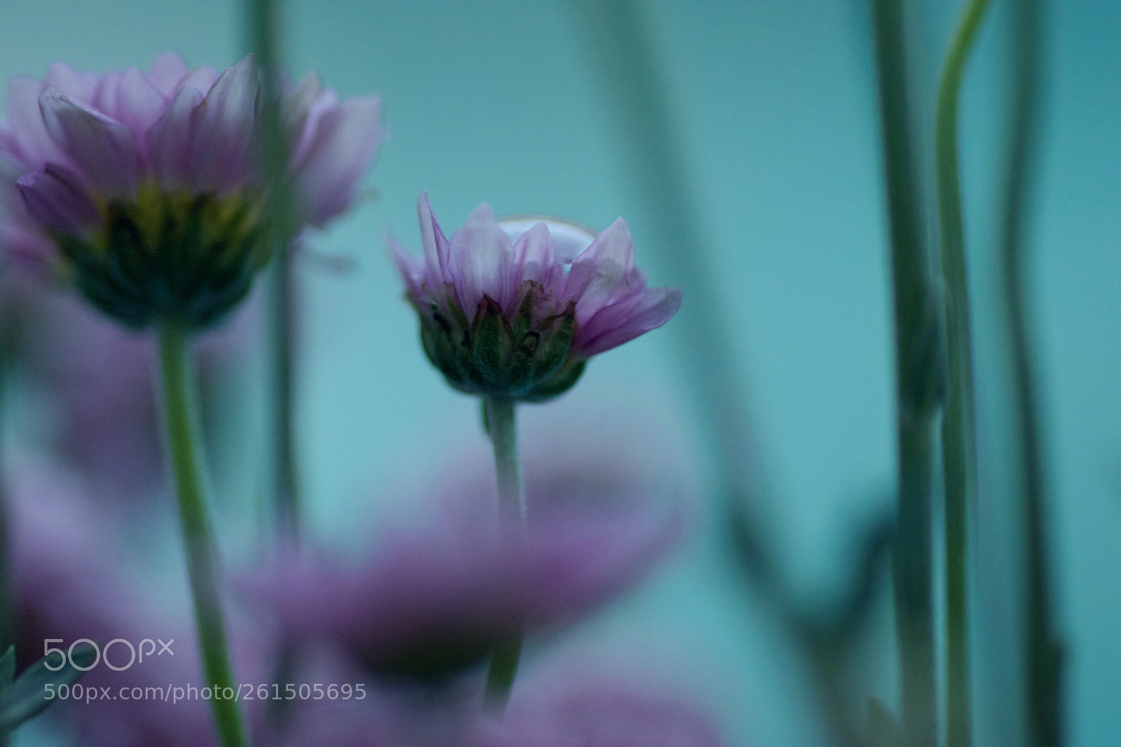 Nikon D7200 sample photo. Flowers photography