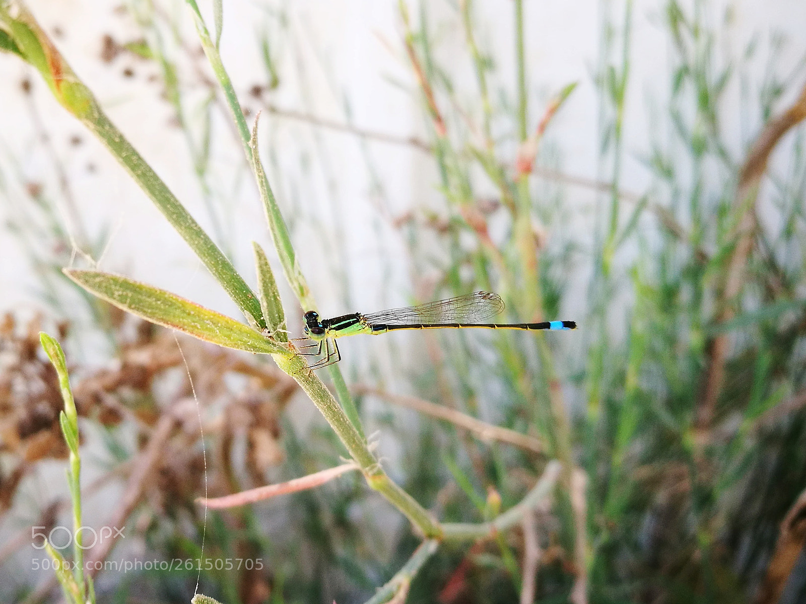HUAWEI P9 sample photo. Damselfly photography