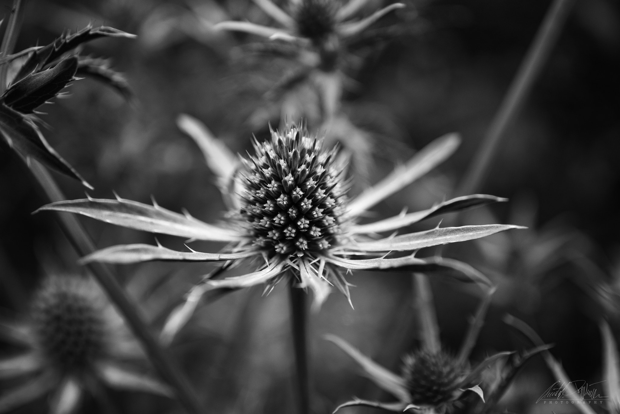 Canon EOS M6 sample photo. Thistle bw photography