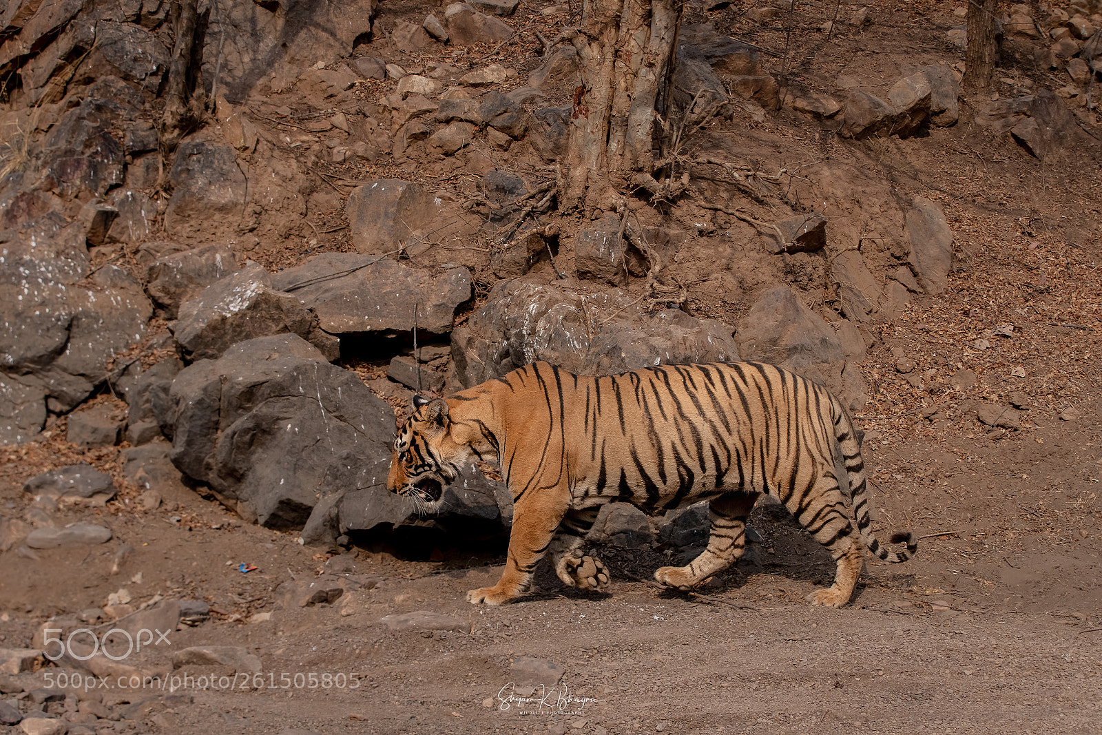 Canon EOS-1D X Mark II sample photo. Tiger photography