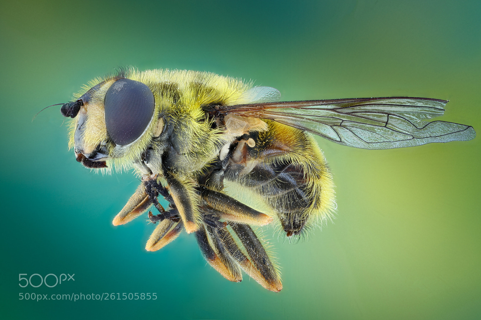Canon EOS 5D Mark II sample photo. Hoverfly photography