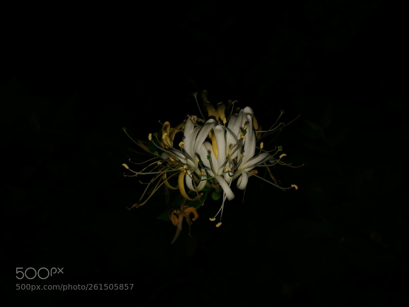 HUAWEI P9 sample photo. Flowers photography