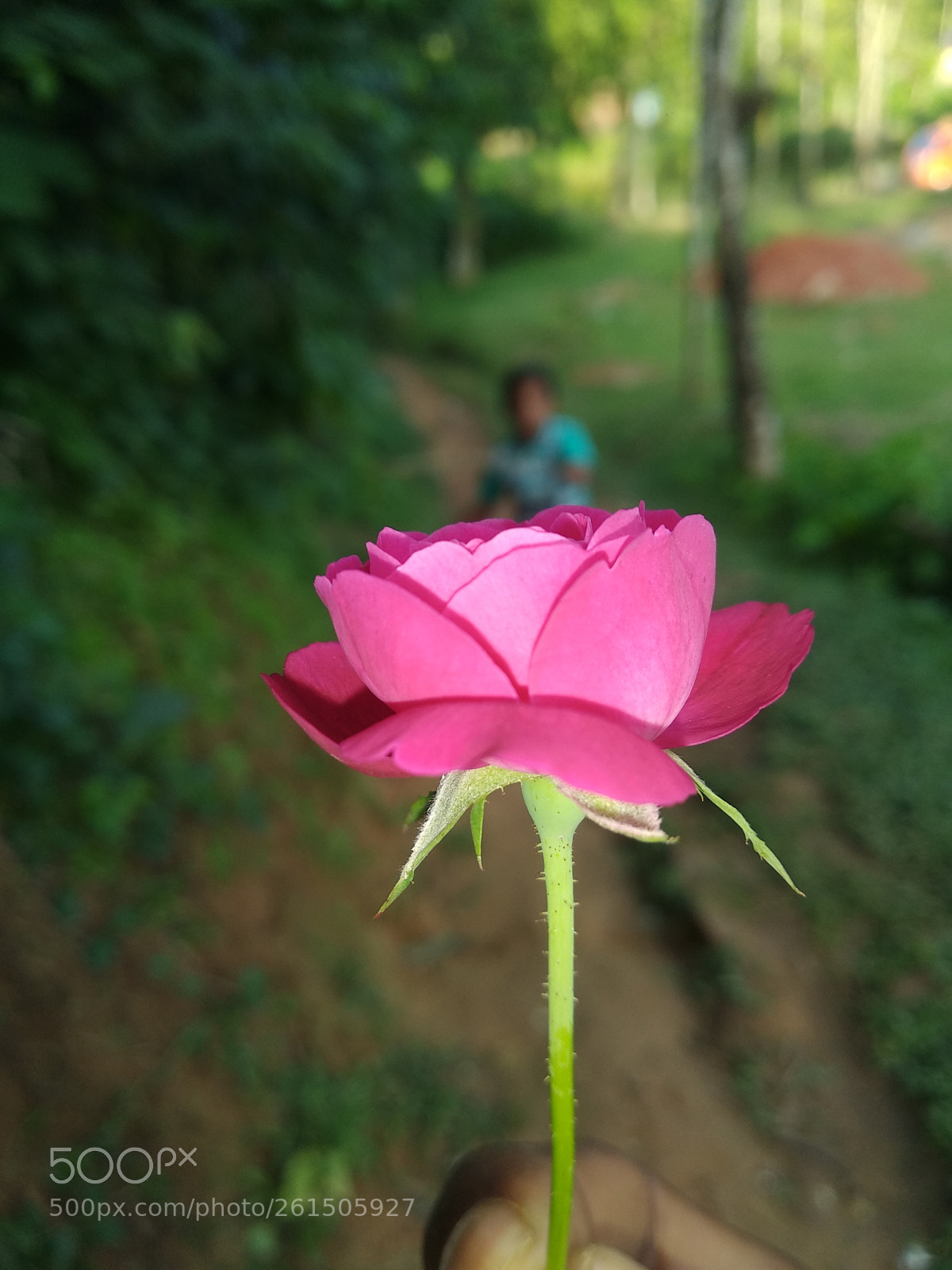 Xiaomi Redmi Note 5 sample photo. My new mpbile pic photography