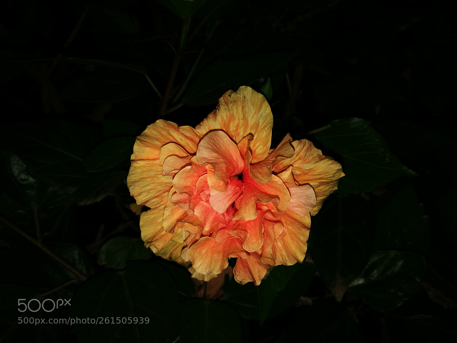 HUAWEI P9 sample photo. Hibiscus flower photography