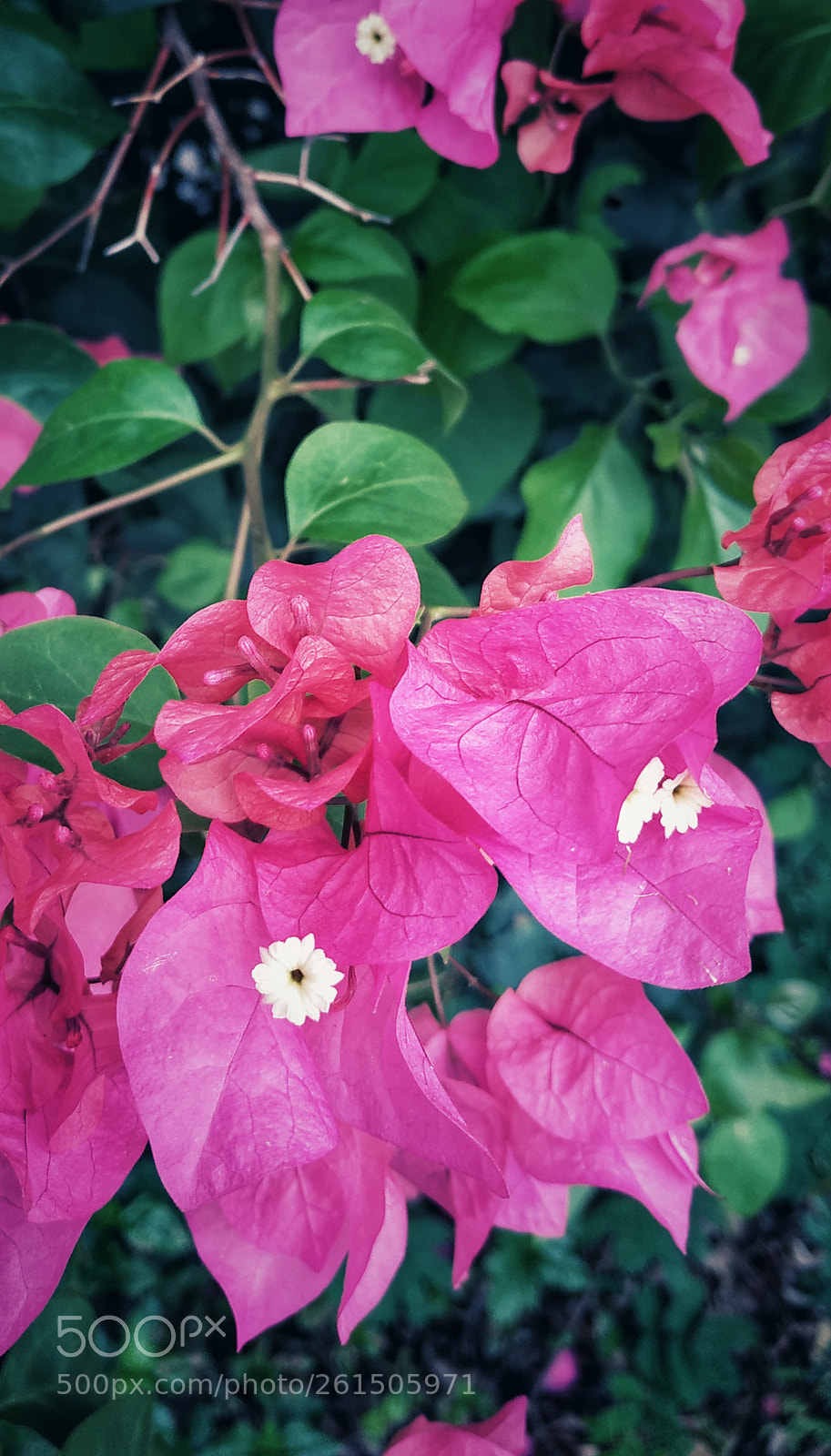 Xiaomi Redmi Note 5 sample photo. Red raindrop photography