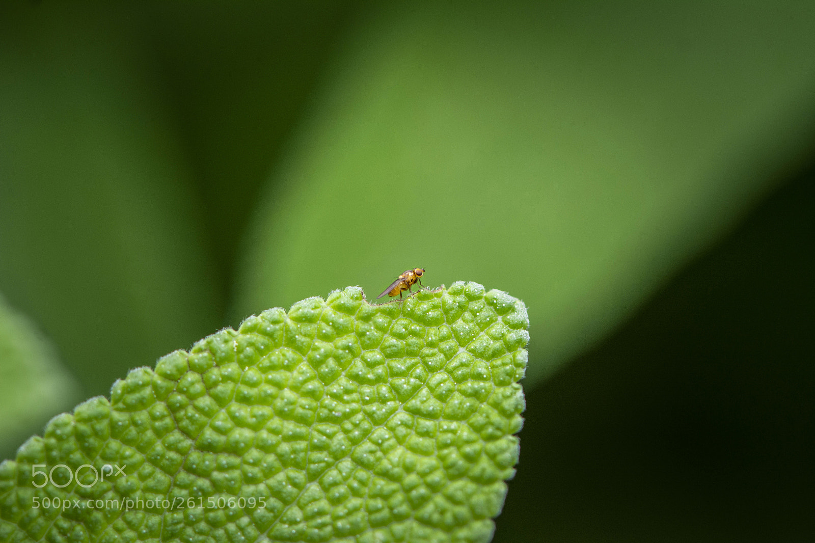 Nikon D7100 sample photo. Micro fly photography