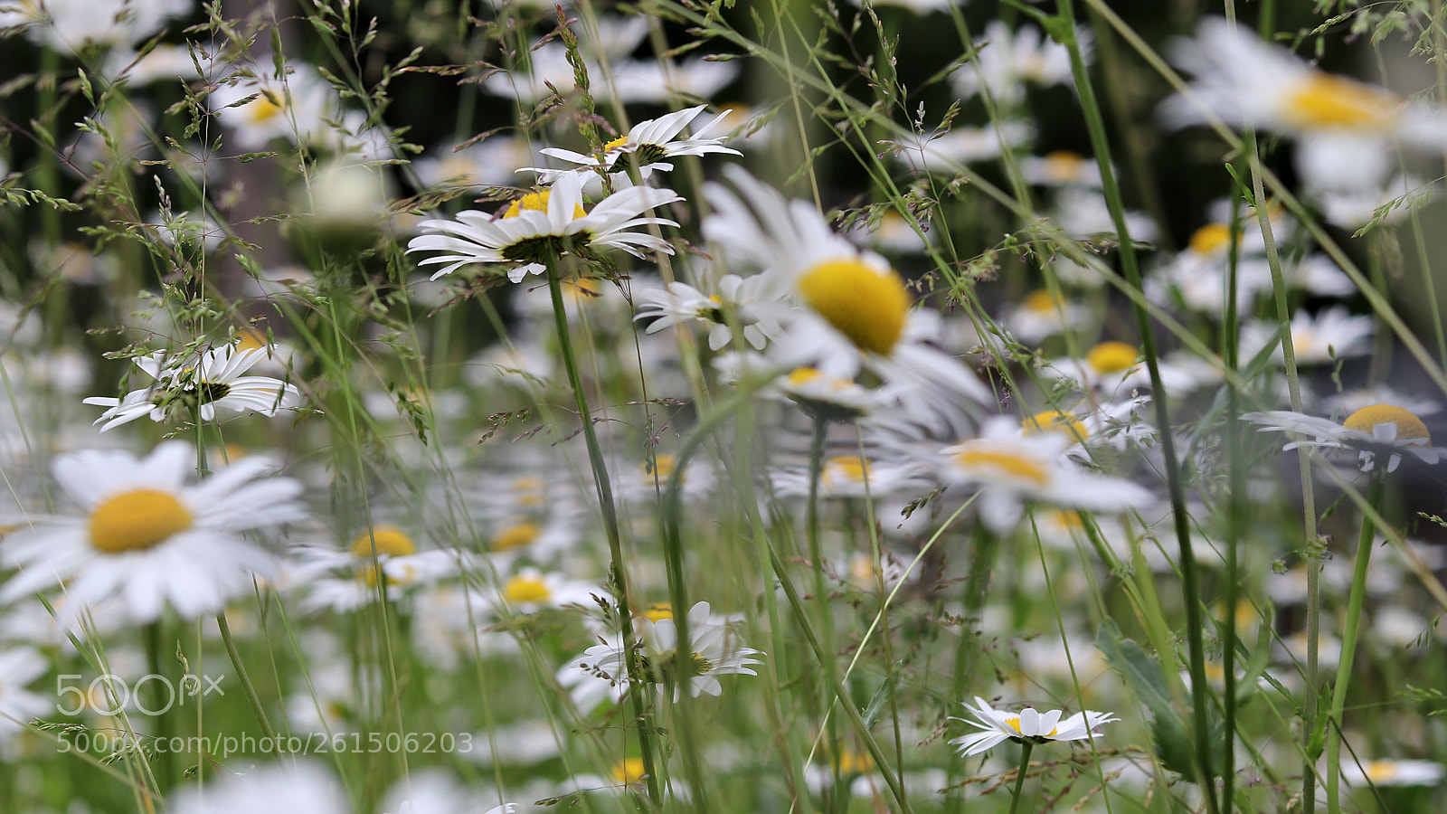 Canon EOS 80D + Canon EF 50mm F1.8 STM sample photo. Sea of wildflowers photography