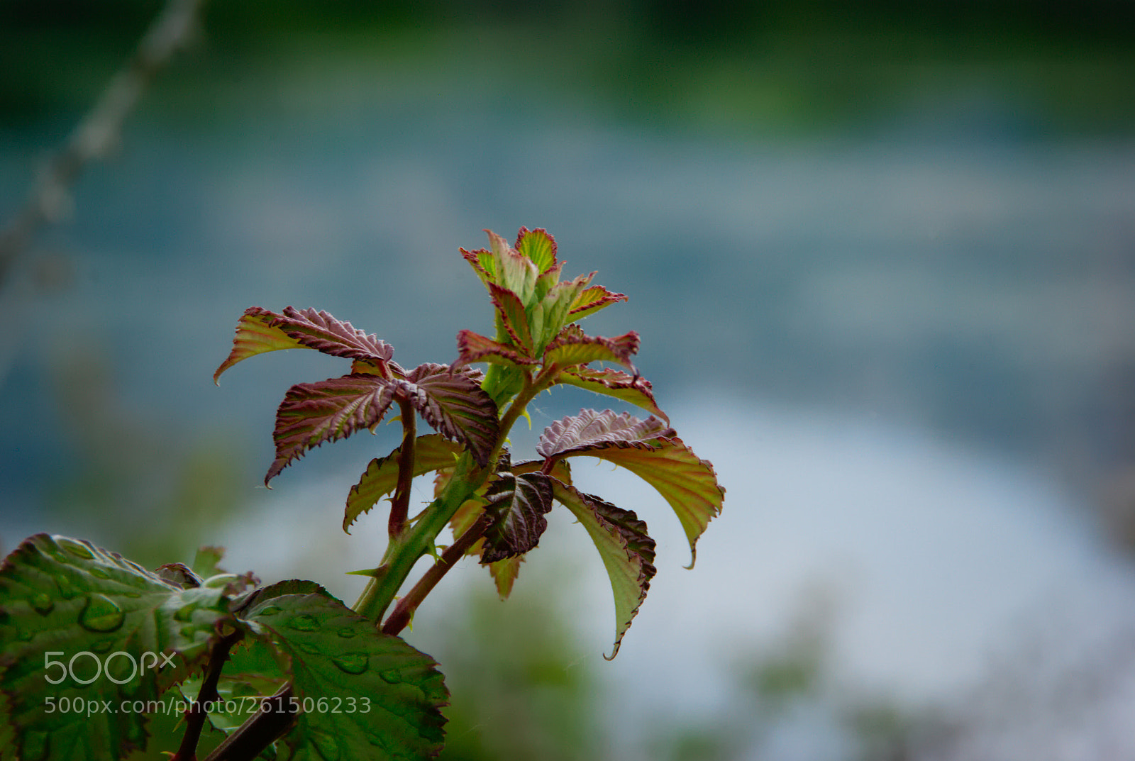 Pentax K10D sample photo. After the storm... photography