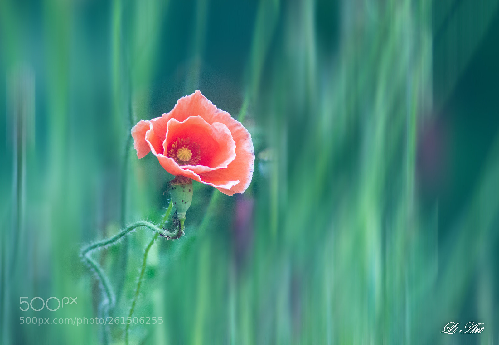 Canon EOS 7D Mark II sample photo. Untitled photography