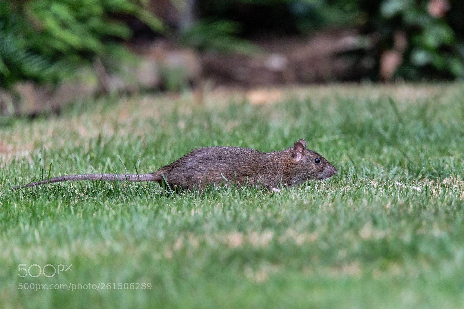 Nikon D850 sample photo. Furry but no friend! photography