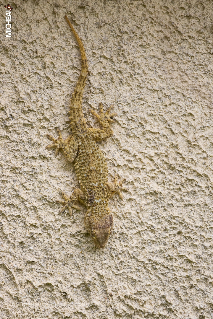 Canon EOS 100D (EOS Rebel SL1 / EOS Kiss X7) sample photo. Geko narbonnais photography