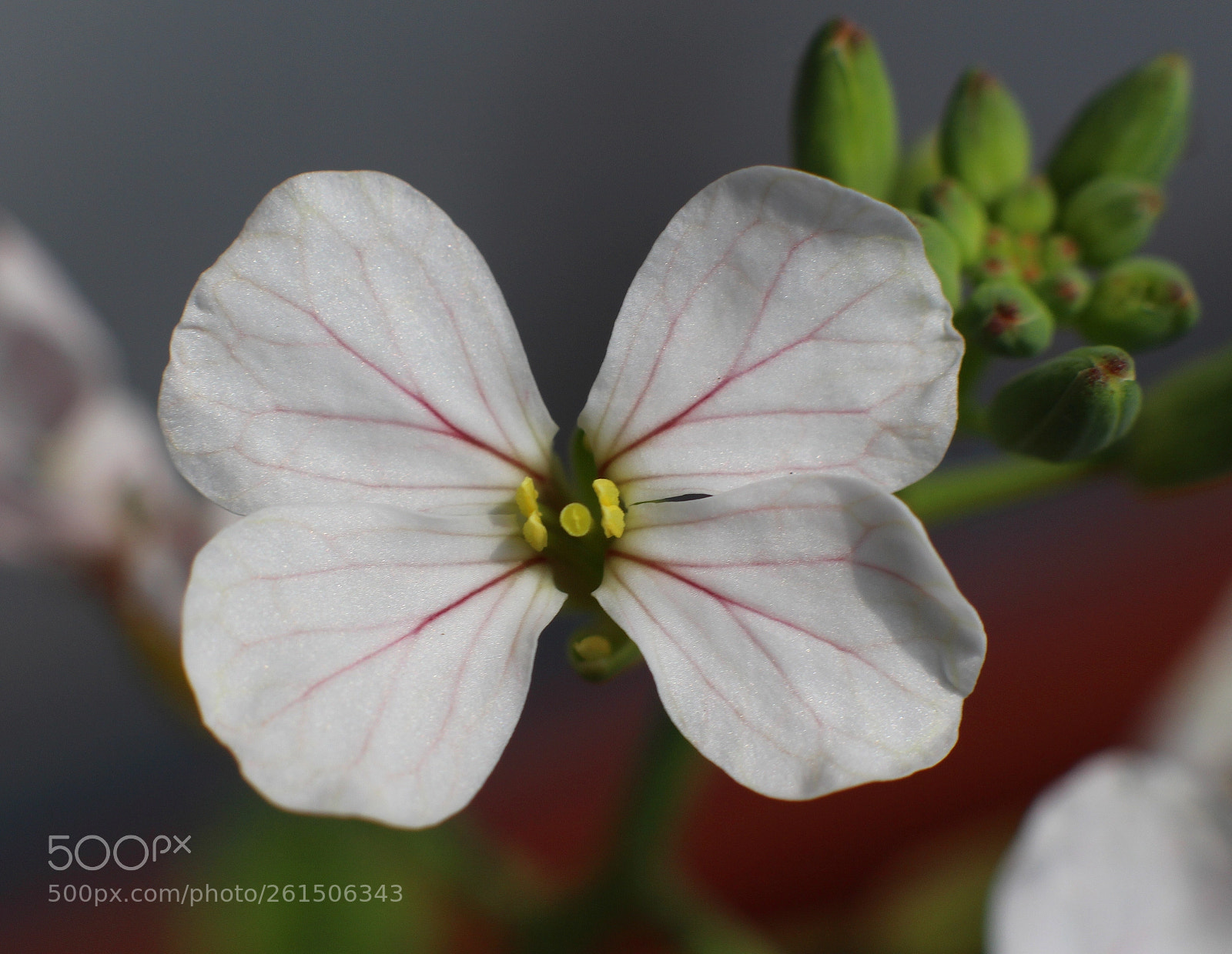 Canon EOS 700D (EOS Rebel T5i / EOS Kiss X7i) sample photo. 20180609_flower photography