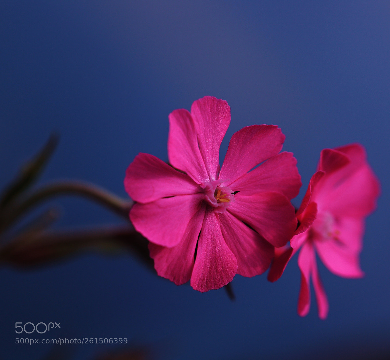 Canon EOS 5D Mark II sample photo. () photography