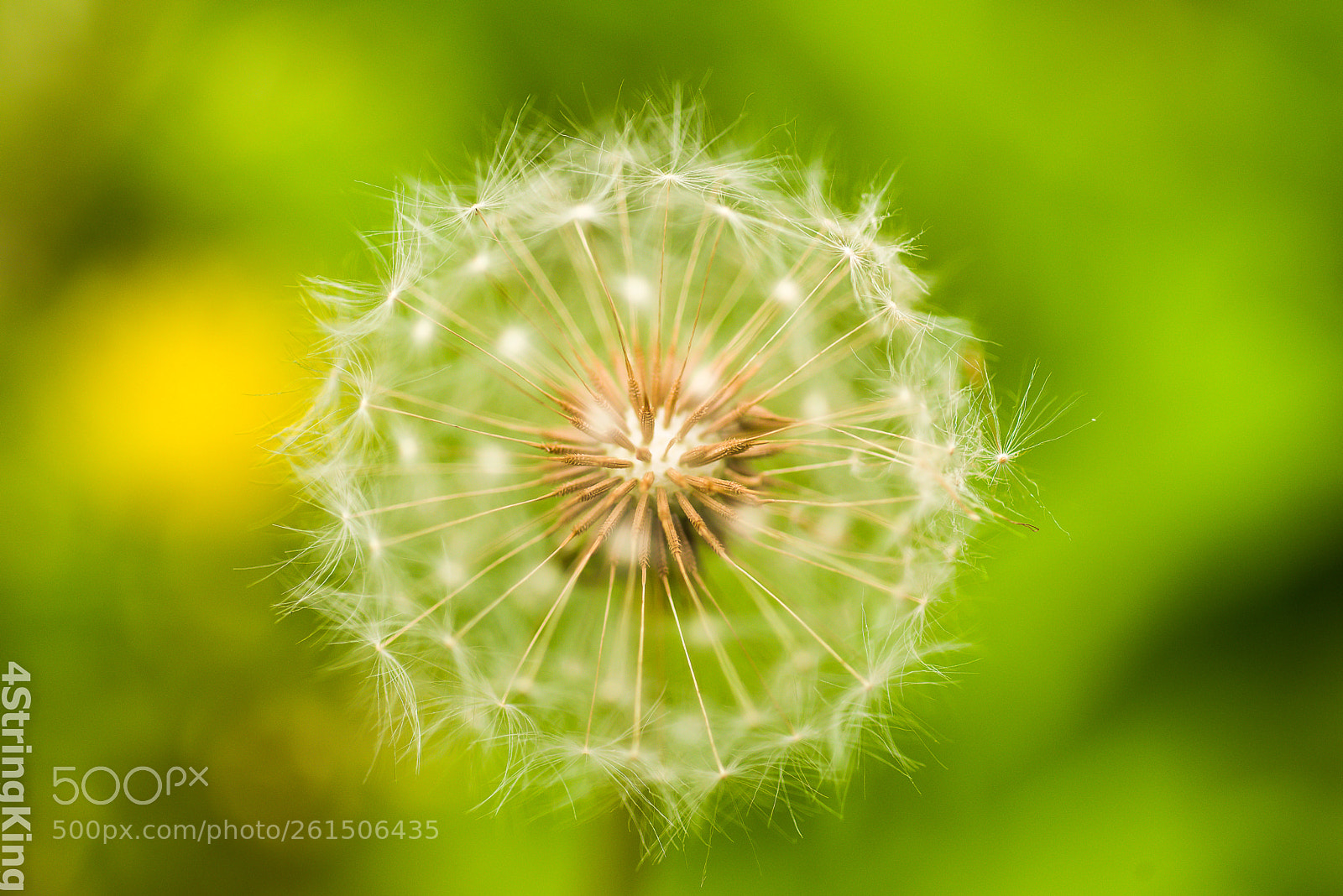 Nikon D750 sample photo. Dandelion photography